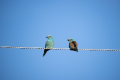 Coracias_garrulus_2025_0515_1759