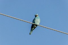 Coracias_garrulus_2025_0516_1825-3