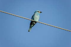 Coracias_garrulus_2025_0516_1825