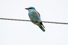 Coracias_garrulus_2025_0518_1154