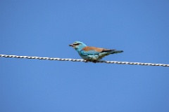 Coracias_garrulus_2025_0520_0826