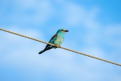 Coracias_garrulus_2025_0522_1854-5