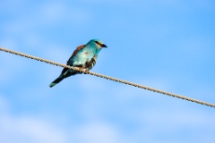 Coracias_garrulus_2025_0522_1854-7