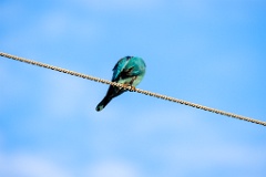 Coracias_garrulus_2025_0522_1854-8