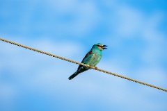 Coracias_garrulus_2025_0522_1854