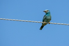 Coracias_garrulus_2025_0524_0907-2
