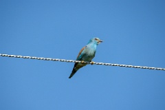 Coracias_garrulus_2025_0524_0907