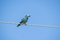 Coracias_garrulus_2025_0525_0904