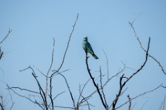 Coracias_garrulus_2025_0525_0923-3