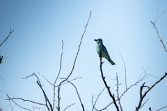 Coracias_garrulus_2025_0525_0923-4