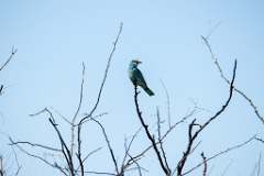 Coracias_garrulus_2025_0525_0923