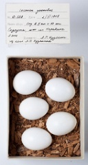 eggs_museum_Coracias_garrulus201009271305