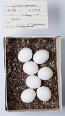 eggs_museum_Merops_apiaster201009271326
