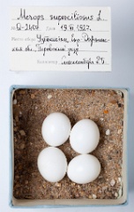 eggs_museum_Merops_superciliosus201009271158
