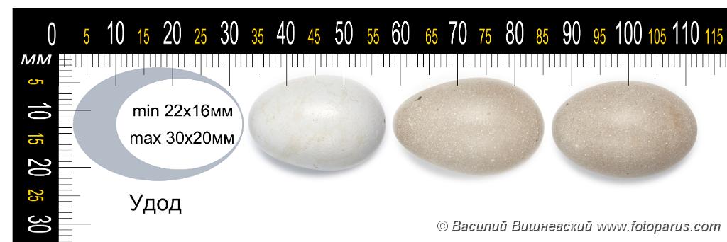 collection_eggs_Upupa_epops201009271444.jpg - Коллекция птичьих яиц в натуральную величину. Удод, Upupa epops, Hoopoe. Collection of the bird's eggs full-scale.