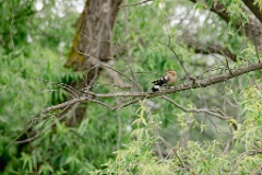 Upupa_epops_2024_0611_1025-2