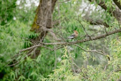 Upupa_epops_2024_0611_1025