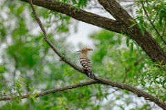 Upupa_epops_2024_0611_1026