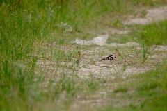 Upupa_epops_2024_0613_0913