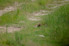 Upupa_epops_2024_0613_0914