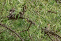 Upupa_epops_2024_0613_0919