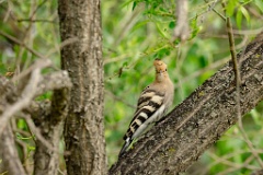 Upupa_epops_2024_0613_0920