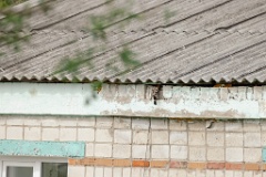 nest240613_Upupa_epops_2024_0613_0942-2