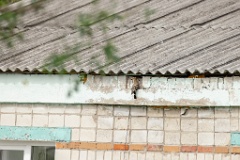 nest240613_Upupa_epops_2024_0613_0942