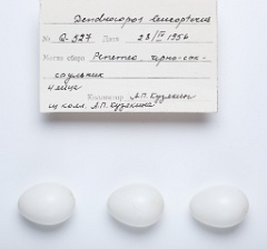eggs_apart_Dendrocopos_leucopterus201009271351