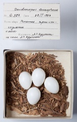 eggs_museum_Dendrocopos_leucopterus201009271350