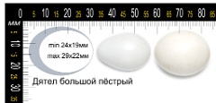 collection_eggs_Dendrocopos_major201009271444