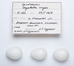 eggs_apart_Dendrocopos_major201009271347