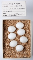 eggs_museum_Dendrocopos_major201009271344