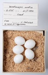 eggs_museum_Dendrocopos_medius201009271354