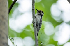 Dendrocopos_minor_2024_0611_1923