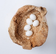 eggs_museum_Dendrocopos_minor201009271415