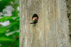 nest240611_Dendrocopos_minor_2024_0611_1937