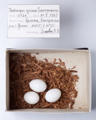 eggs_museum_Dendrocopos_syriacus201010211654