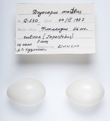 eggs_apart_Dryocopus_martius201009271341