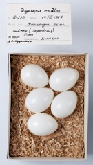 eggs_museum_Dryocopus_martius201009271340