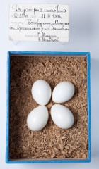 eggs_museum_Dryocopus_martius201009271427