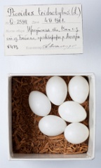 eggs_museum_Picoides_tridactylus201009271430