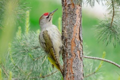 Picus_canus_2024_0531_0729-4