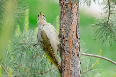 Picus_canus_2024_0531_0729-5