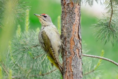 Picus_canus_2024_0531_0729-6