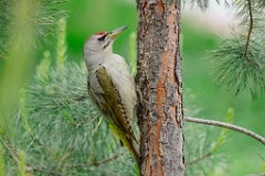 Picus_canus_2024_0531_0729