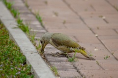 Picus_canus_2024_0531_0736-2