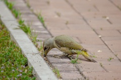 Picus_canus_2024_0531_0736