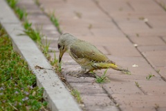 Picus_canus_2024_0531_0737