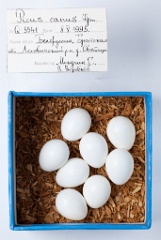 eggs_museum_Picus_canus201009271423